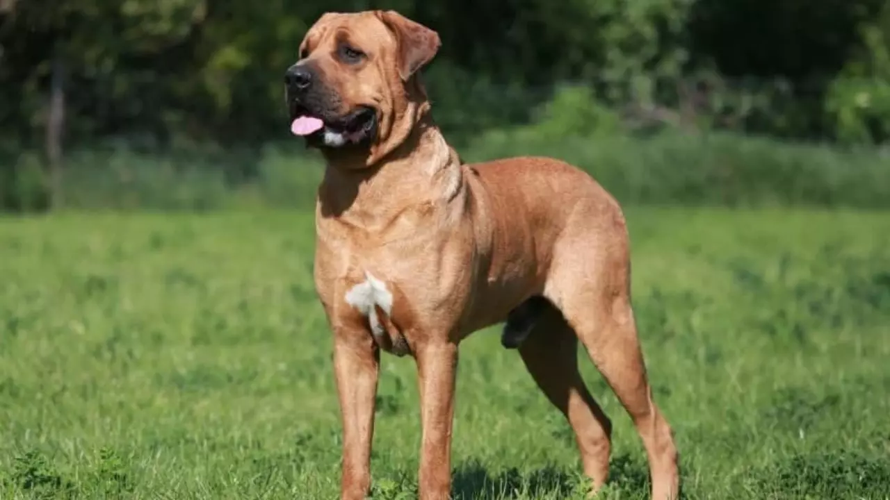 Yasaklı ırk Kategorisine Dikkat! Türkiye’de Yasaklanmış Köpek ırkları