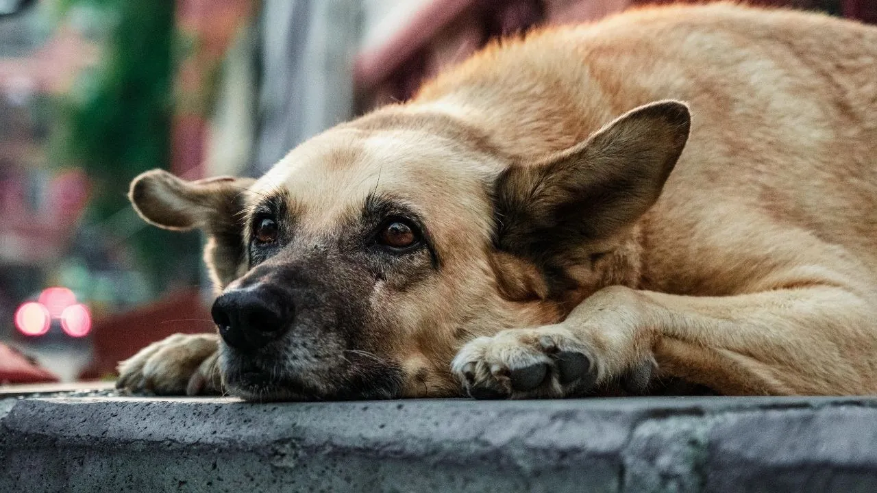 Köpeklerin uyutulması ne demek?