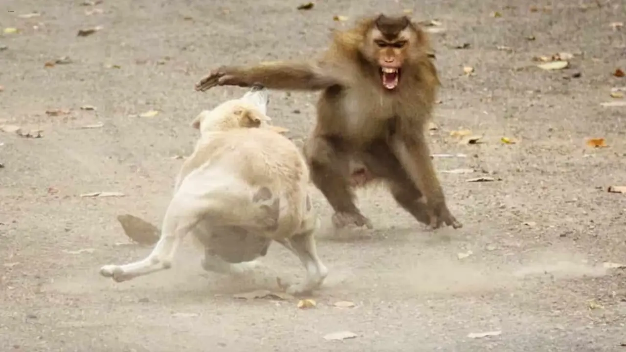 Hindistan Köpek Maymun Savaşına şahit Oldu! 250 Köpek Maymunlar Tarafından öldürüldü