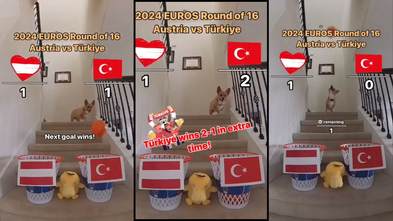 Maç Sonucunu Bilen Köpek 