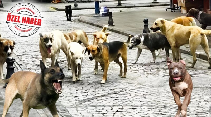 Barınakların %40’ı devletten! Dört milyon köpeğin maliyeti 13,3 milyar lira 1