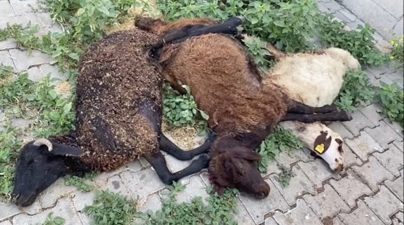 Başıboş köpekler küçükbaş hayvanları telef etti 1