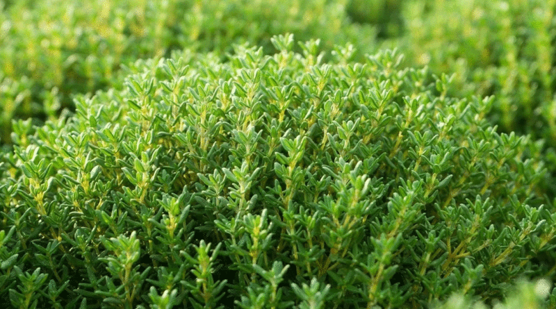 İbn-i Sina'nın 2 bin yıllık sırrı! Limon ve sarımsaktan 30 kat güçlü, öksürüğün bir numaralı düşmanı 1