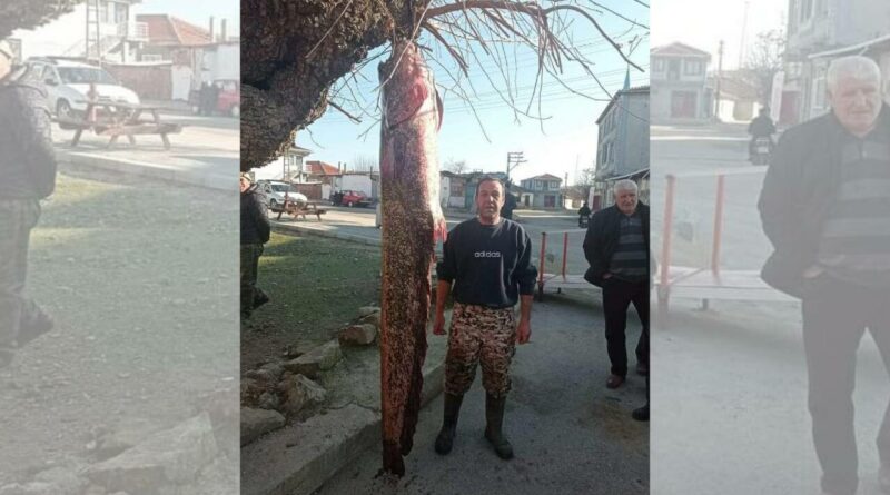 Meriç Nehri'nde tutulan dev yayın balığı: Tam 2 metre 30 santimetre 1