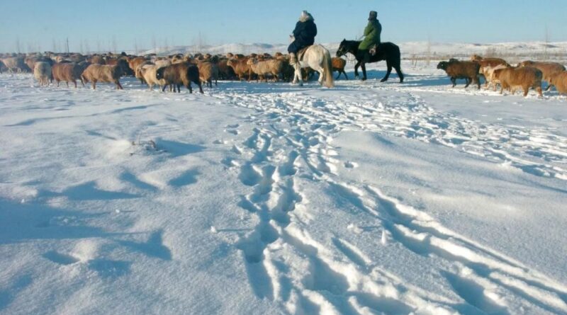 Moğolistan'ı 'Dzud' vurdu, 2 milyondan fazla hayvan donarak öldü 1