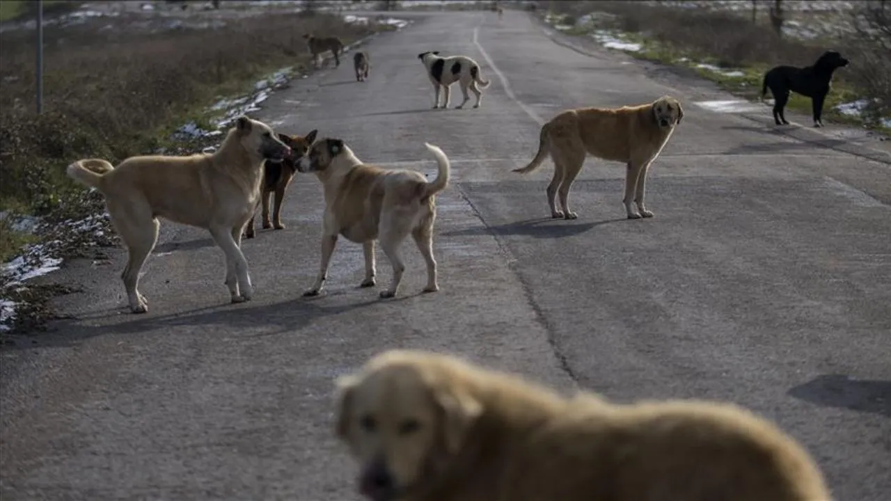 Sokak Köpeklerinin Uyutulmasına Veteriner Heyeti karar verecek