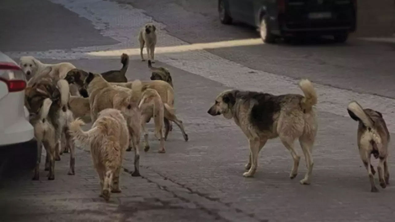 Türkiye'nin başıboş köpeklere karşı tavrı 2 yılda değişti! Uyutulsun diyenlerin oranı arttı - 1. Resim