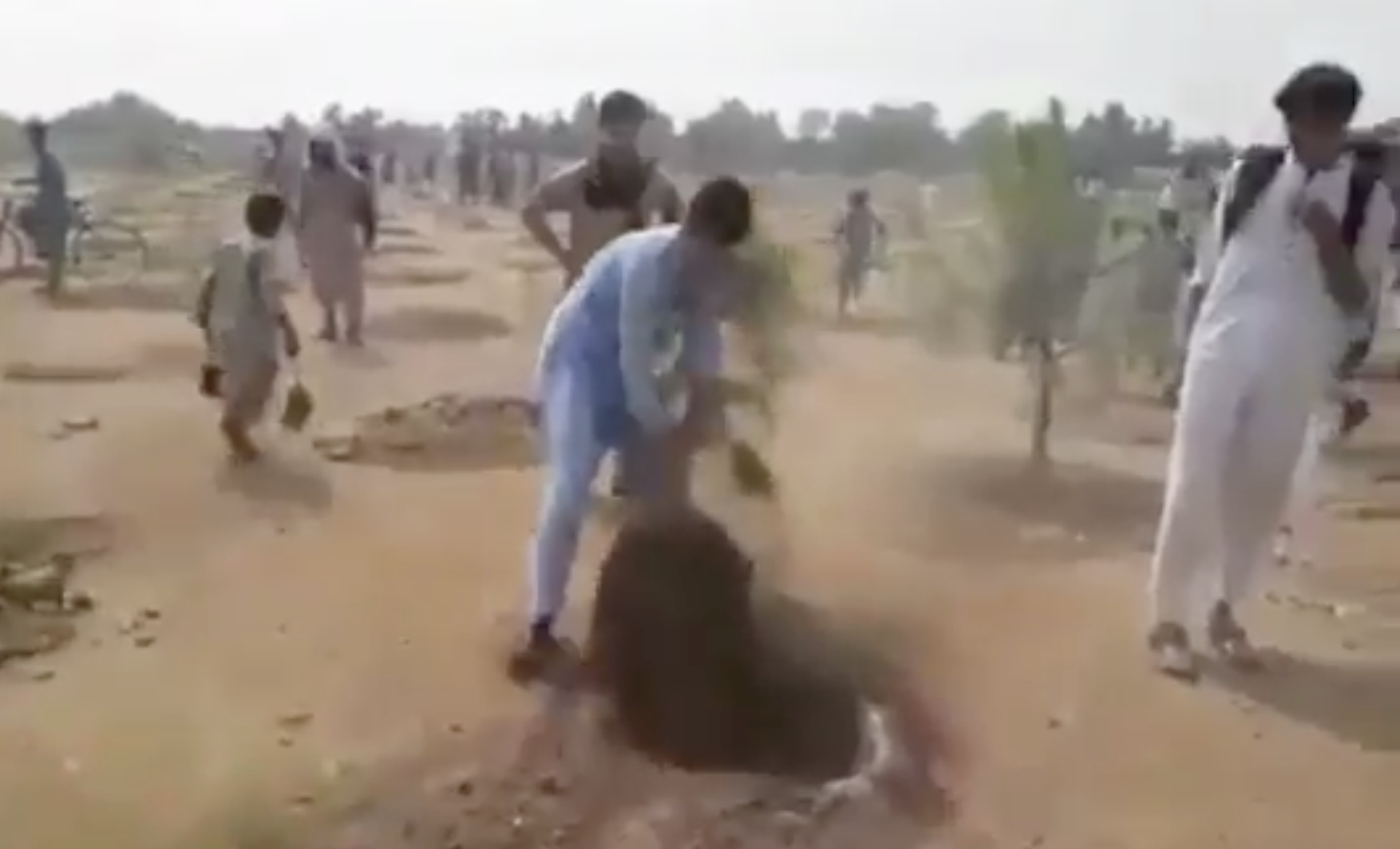 Yeni dikilmiş fidan sökmek sünnet değil! Hz. Muhammed'in canlılara verdiği değer