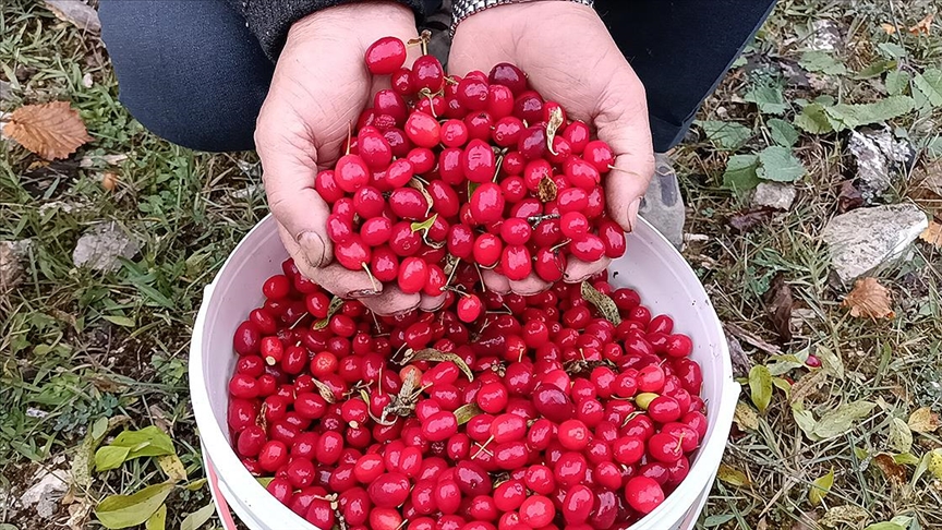 Cranberry kızılcık mı