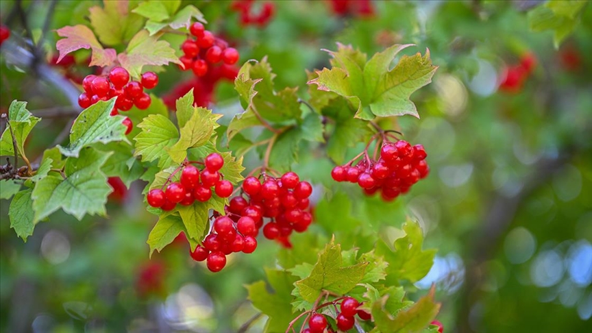Cranberry türkçesi ne