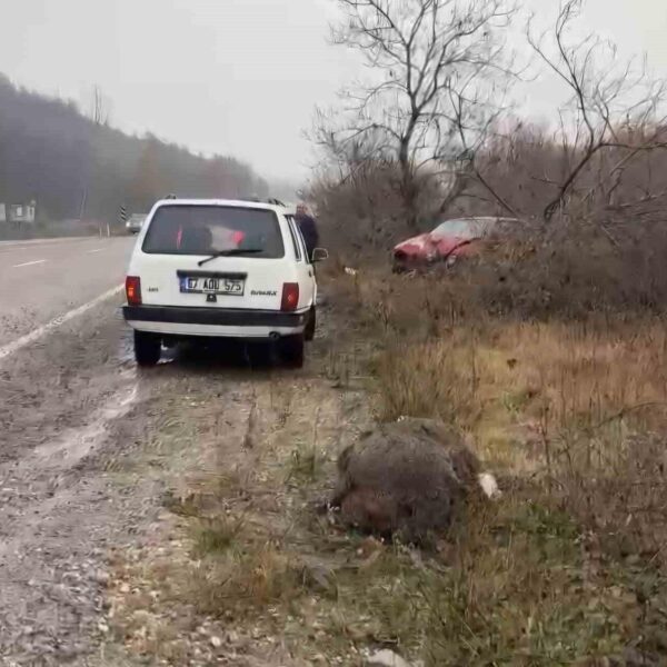 Bartın’da otomobil domuza çarptı: Sürücü yaralandı-resim