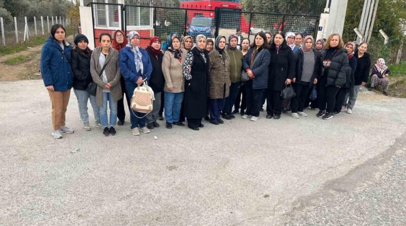 İncirliova'daki Günaydınlar İncir işletmesindeki işçiler maaşlarını alamadıkları için suç duyurusunda bulunacak 1