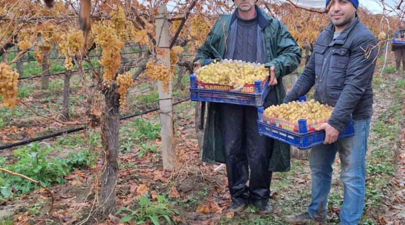 Manisa'nın Sarıgöl'ü, Yılbaşı Üzüm Hasatıyla Doldu 1