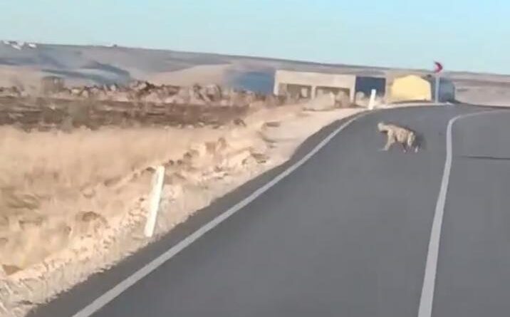 Şanlıurfa Karaköprü'de Çizgili Anadolu Sırtlanı, Suruç'ta Yaralı Çakal Görüldü 1