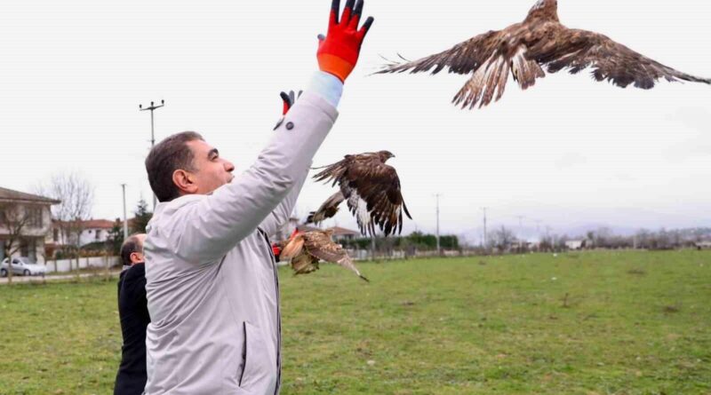 Vali Aslan, Düzce'de Tedavi Edilen 4 Kızıl Şahini Doğaya Saldı 1