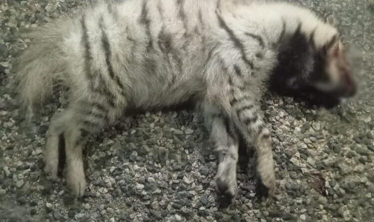 Adıyaman'da Çizgili Sırtlan Araç Çarpması Sonucu Öldü 1
