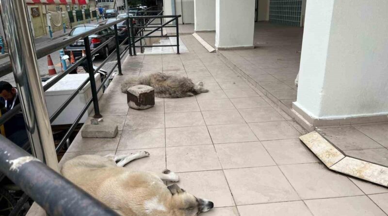 Aydın'da 48 Bin Ev Hayvanı Kimliklendirildi 1