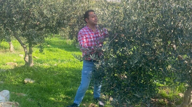 Aydın'ın Söke'sinde Zeytin Bahçelerinde Sağlık Kontrolleri 1