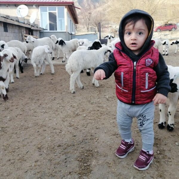 Kuzular biberonla besleniyor.-3