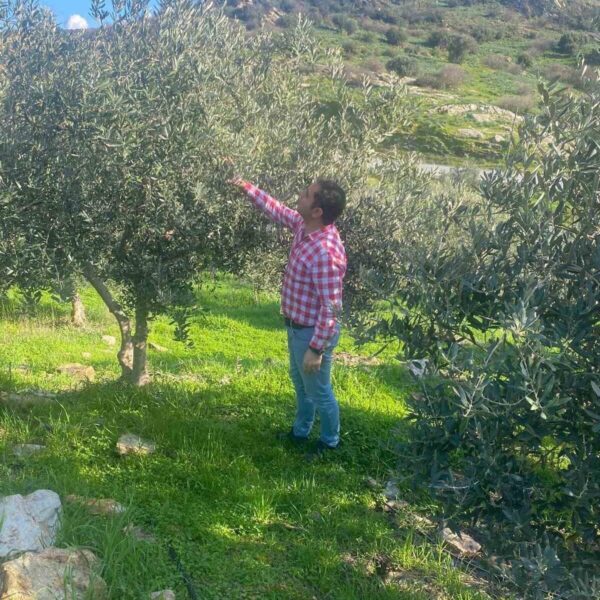 Zeytin bahçesinde hastalık ve zararlı kontrolleri-1