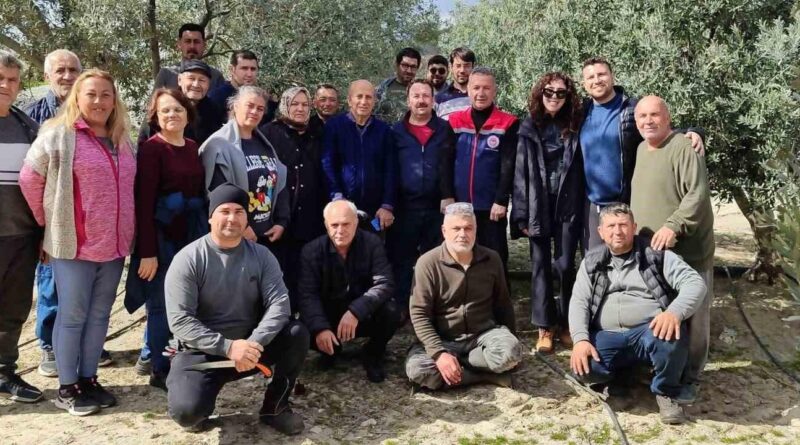 Aydın Didim'de Zeytin Budama Kursu, Teorik ve Uygulamalı Eğitim ile Zeytin Üreticilerinin Bilgi Seviyesini Artırmayı Amacı Olarak Düzenlendi 1