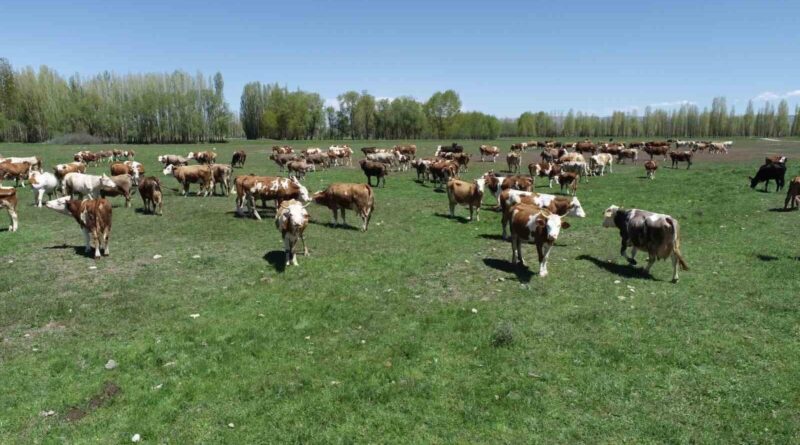 Aydıntepe'de 'Süt Sığırı Yetiştiricisi' Kursu Başvuru Çağrısı 1