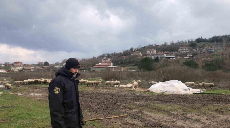 Balıkesir Kepsut'ta Hayvancılık Yüzlerini Güldürüyor: Kilosu 520 TL'den Kesim 1
