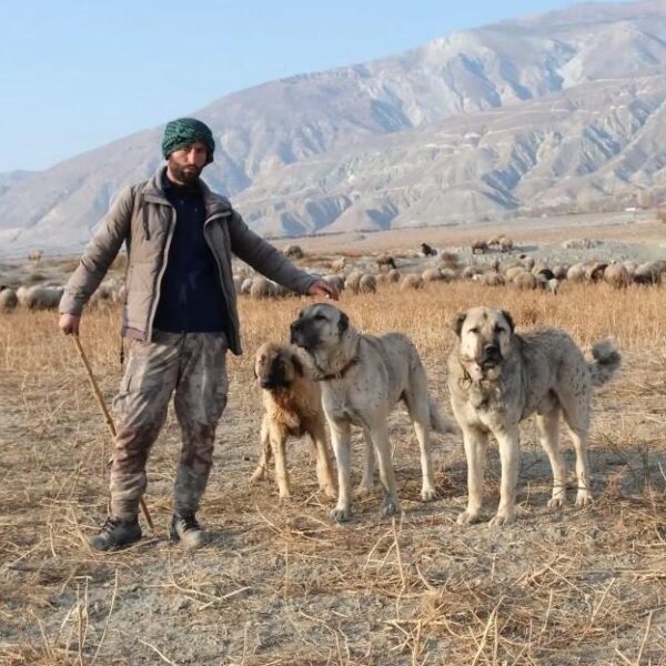 Çoban Celal Gül ve çoban köpekleri-1