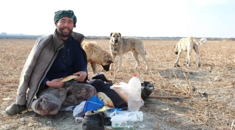 Erzincan'da Çoban Celal Gül: Çoban Köpekleri Sürü Güvenliğimiz 1