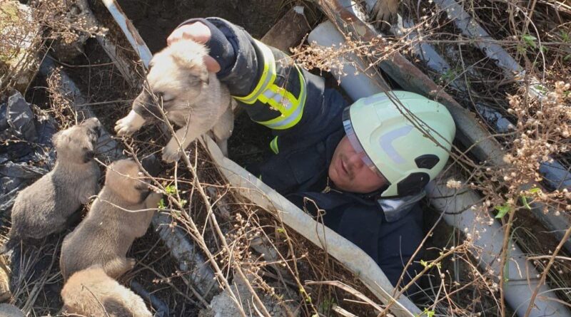 Hatay'da Çukura Düşen Yavru Köpekler İtfaiye Tarafından Kurtarılı 1