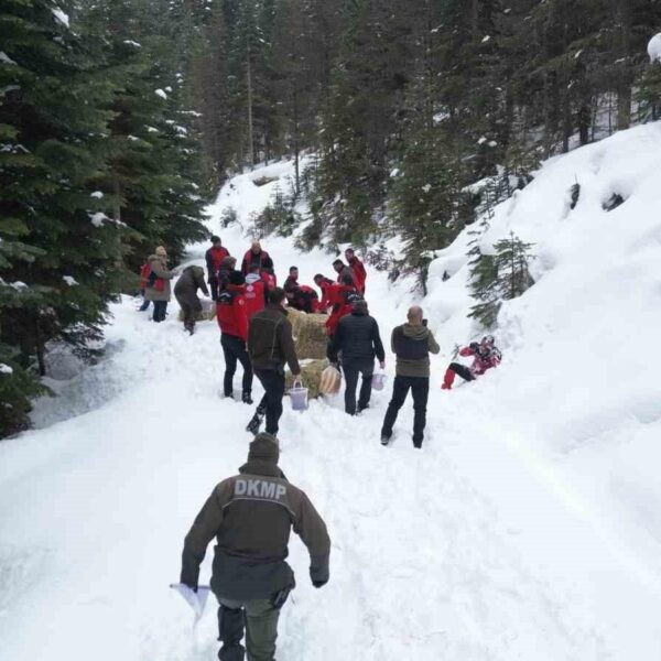Ilgaz Dağı Milli Parkı'nda yaban hayatı geliştirme sahası-2