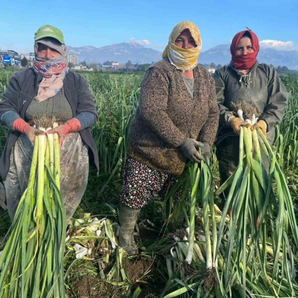 Kış sebzeleri hasadı yapan kadınlar-1