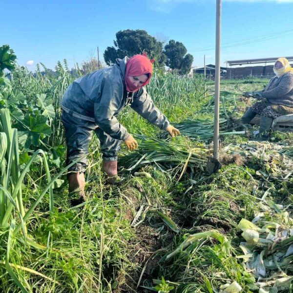 Kış sebzeleri hasadı yapan kadınlar-3