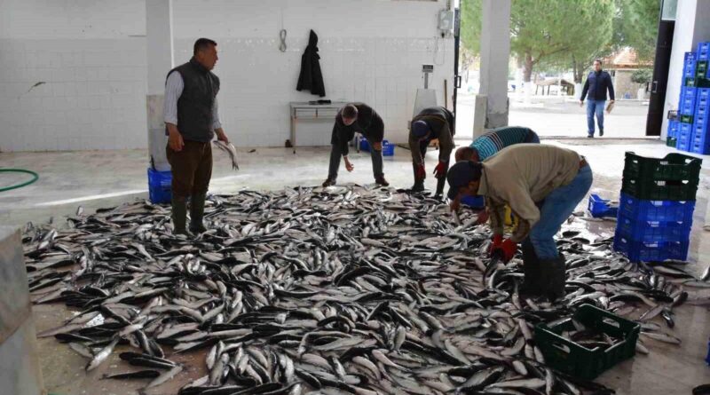 Muğla Ocak İhracatı 80,5 Milyon Dolar ile Yüksek Seviyede 1