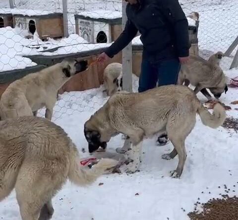 Niğde Çiftlik'te Kışın Sokak Köpekleri İçin Besleme Çalışması 1