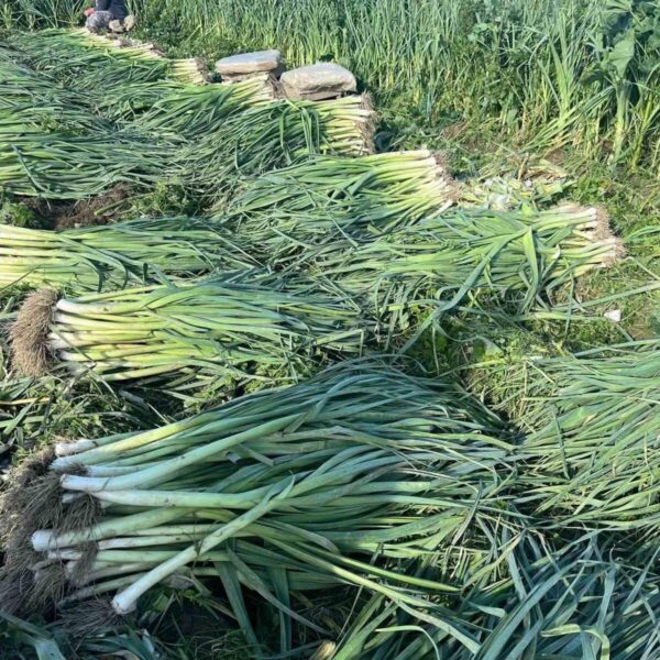 Pırasa hasadı sırasında tarlada kadınlar-2