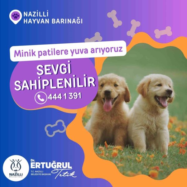 Sokak hayvanları barınakta-1