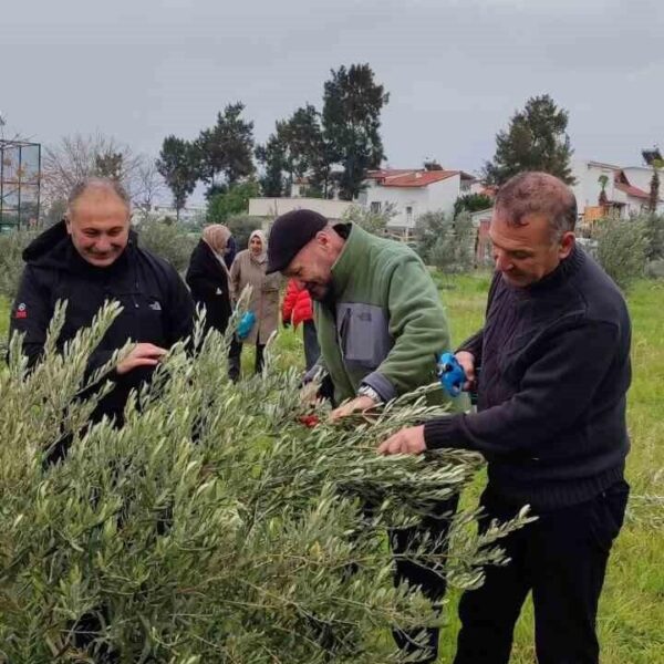 Ziraat Mühendisi İlker Çolak zeytin budama tekniklerini gösteriyor-4
