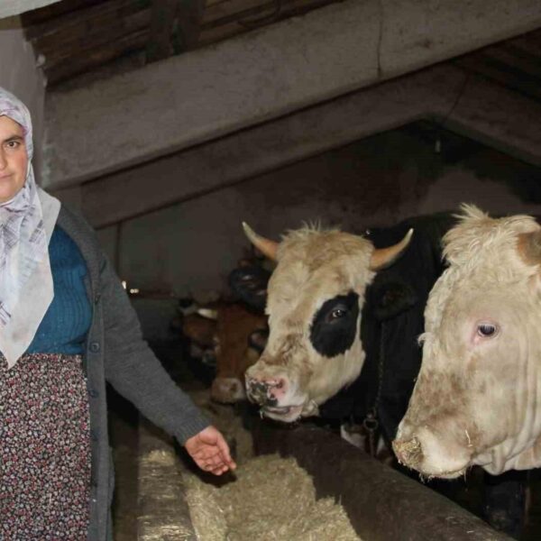 4 çocuk annesi Satı Kara, ahırda hayvanlarına bakıyor.-3