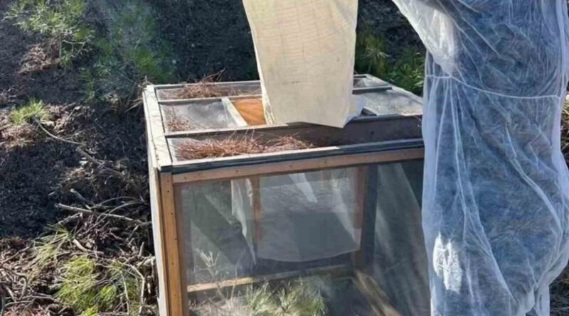 Adana'da Çam Kese Böceğiyle Mücadele Başladı 1