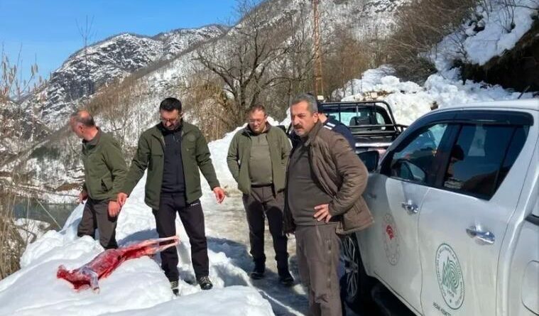 Artvin Borçka'da Koruma Altındaki Karacayı Avlayarak Soyan Kaçak Avcılar Suçüstü Yakalandı 5