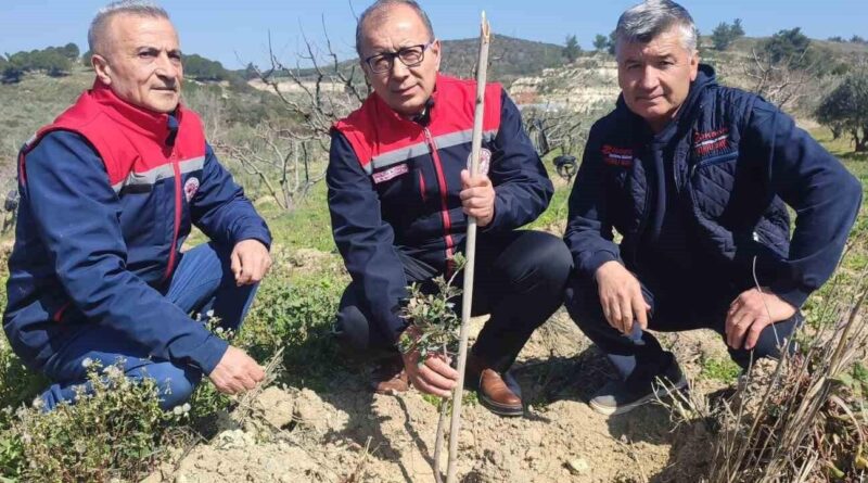 Aydın'da Sakız Fidanı Dikimiyle Yeşil Alan Yatırımı Gerçekleştirildi 9