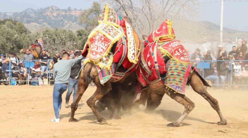 Aydın Köşk'te Coşkulu Deve Güreşi Festivali 7