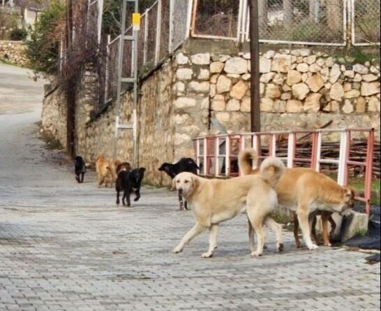 Bilecik’te sokak köpeklerinin hepsi toplanacak 1