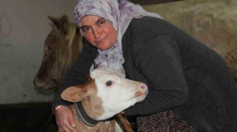 Çankırı'da 4 Çocuk Annesi Satı Kara, Ailesine Destek Olmak İçin Hayvanları Çocukları Gibi Bakıyor 1
