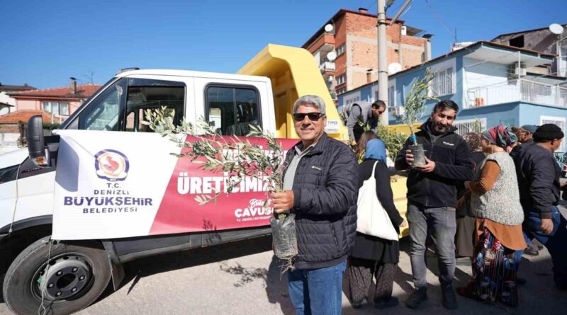 Denizli Büyükşehir Belediyesi, Kent Merkezinde Zeytin Fidanı Dağıtımını Başlattı 1