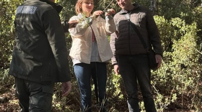 Denizli'de Karaçam Ağaçlarında Kuruma ve Solgunluk Belirtileri: Uzmanlar Harekete Geçti 1