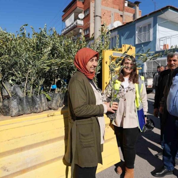 Denizli'de zeytin ağacı dikimi-3