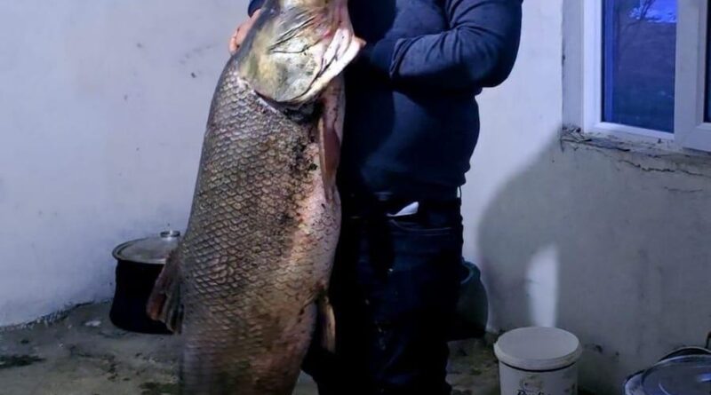 Elazığ’da dev turna balığı yakalandı: Ağırlığı 60 kilogram 1