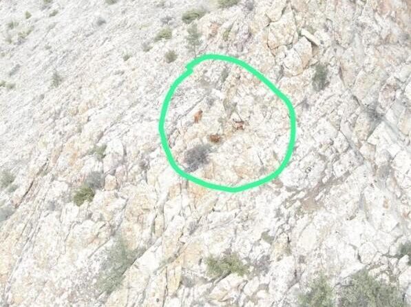 Eskişehir'de Drone Destekli Çalışmalarla Kayıp Hayvanlar Bulundu 1